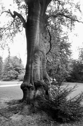 Luxembourg garden, 1997